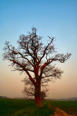 Baum im Morgengrauen