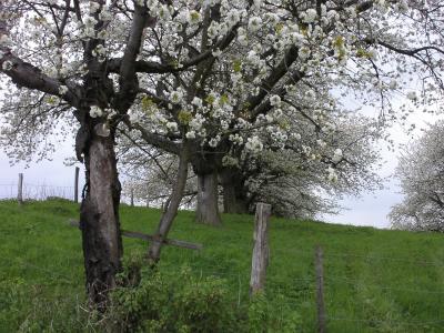 Kirschblüte