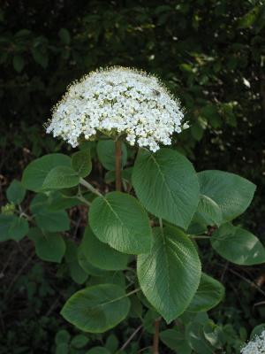 Wolliger Schneeball (Viburnum lantana)