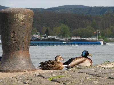 Gemütlich am Rheinufer