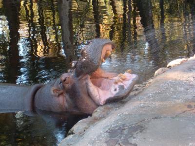 Happy Hippo bei der Schönheitspflege