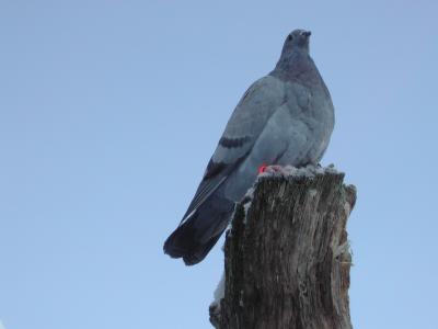 Taube im Winter auf Beobachtungposten