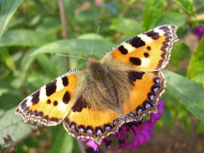 Schmetterling