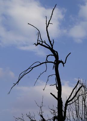 Ein toter Baum