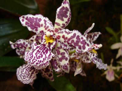 Orchidee