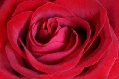 Rosenblüte im Detail