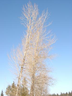 Weißer Baum und blauer Himmel