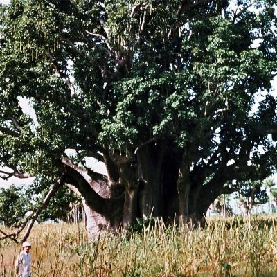 Ein Affenbrotbaum in Senegal