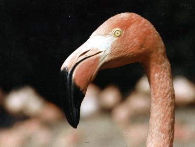 Ein Flamingo in Senegal