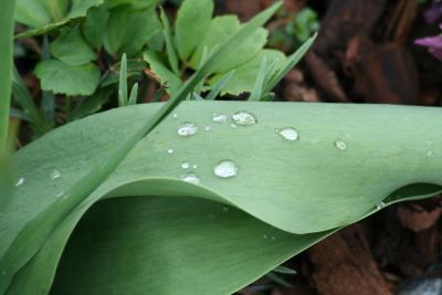 Ein Blatt