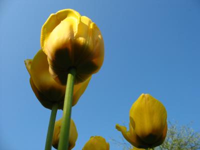 Tulpen