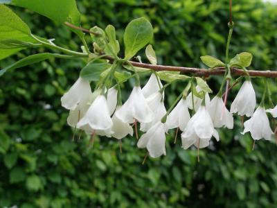 Blüten des Maiglöckchenbaums
