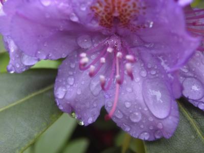 Blüte im Regen