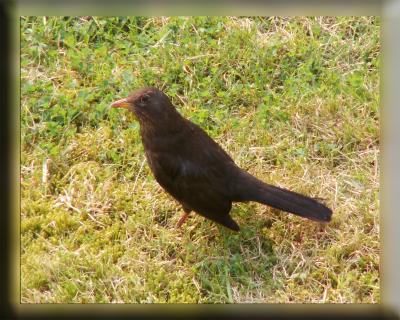 Amsel