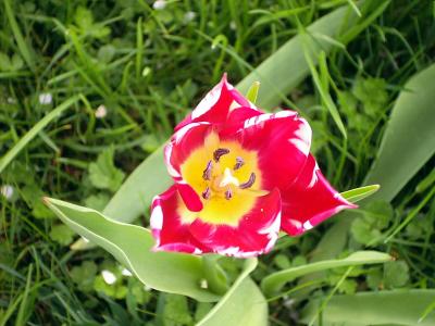 Tulpe geflammt