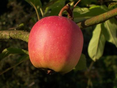 Ein Apfel auf dem Garten