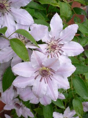 Clematis nach einem Regenguss