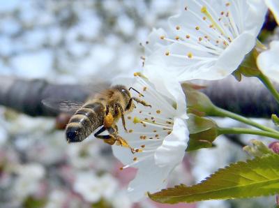 Fleißiges Bienchen... (2)