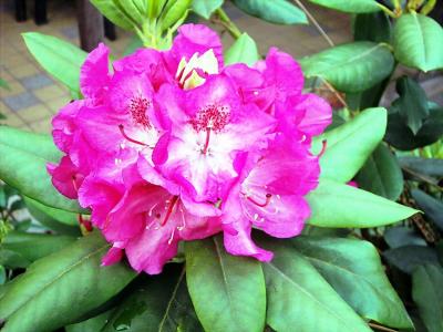 Bluete Rhododendron