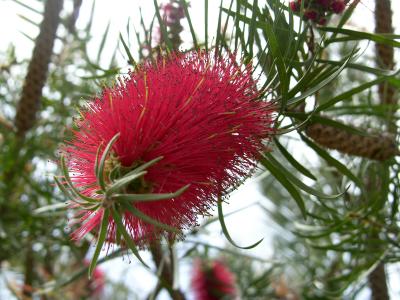 Blumen im Park