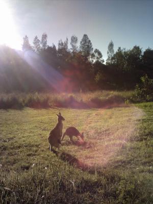 Känguruhs am Morgen