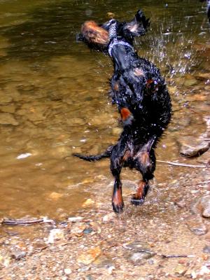 Spaniel in Action