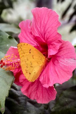 Schmetterling auf Blume