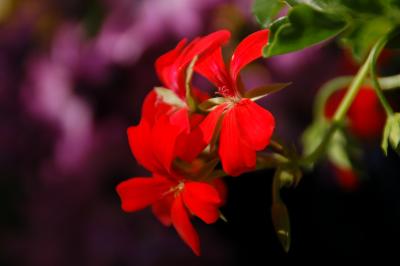 Rote Balkonblüten