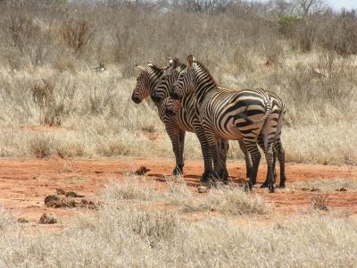 Zebras im Tsavo Ost Nationalpark Kenya