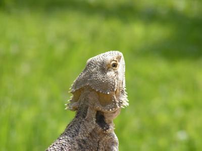 Bartagame beim sonnen