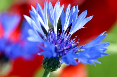 Kornblume vor Mohn