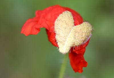 Herzmohn, nicht nur für Verliebte...