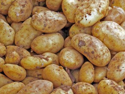 Kartoffeln vor Pommesherstellung