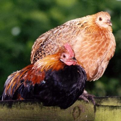 Zwei Hühner eines Bauers aus Allermöhe