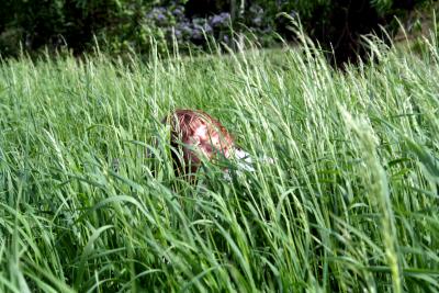 Kinder im Gras