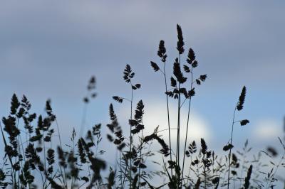 Wiese im Gegenlicht