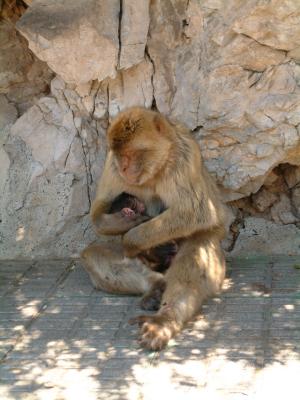 Berberaffenmutter kümmert sich um Kind