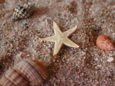 Seestern im sand