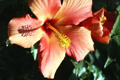 Hibiskus  /1