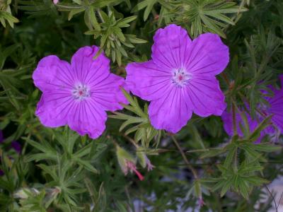 Zwei fliederne Blüten