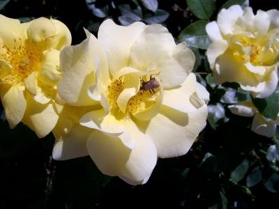 Eine gelbe Rose mit Käfer