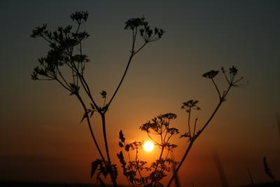 Kerbel in der Abendsonne I