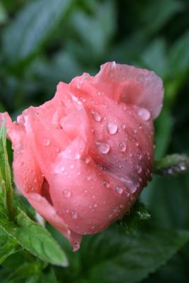 Rosa Mohn nach Regen