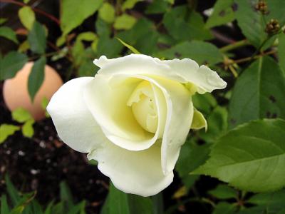 halbgeöffnete weiße Rose