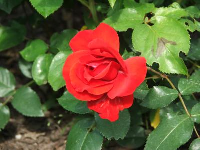 Rote Rose