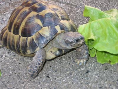 Schildkröte mit Salat