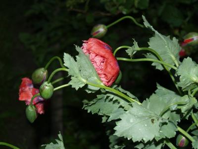 Wilder Mohn im Garten entwickelt sich 9