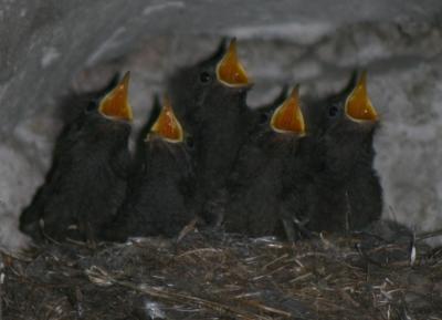 hungrige Vögel