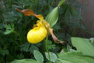 Lady's Slipper Orchidee