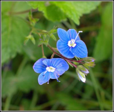 Blue Flower mit Blättern